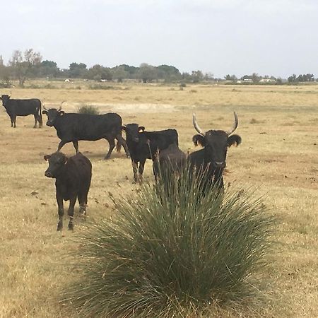 "La Pradeto" Gite Rural Camargue Арл Екстериор снимка